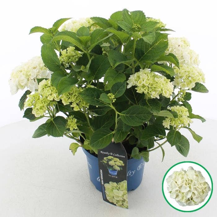 Hydrangea macr. Royalty® 'Ice Girl'®