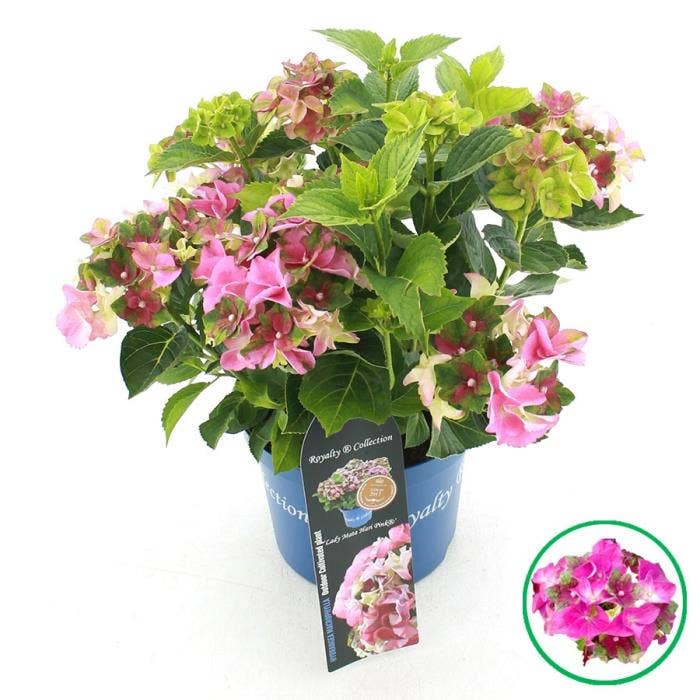 Hydrangea macr. Royalty® 'Lady Mata Hari' Pink