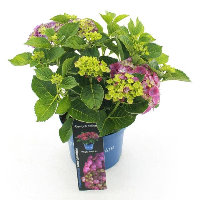 Hydrangea macr. Royalty® 'Ningbo' Purple
