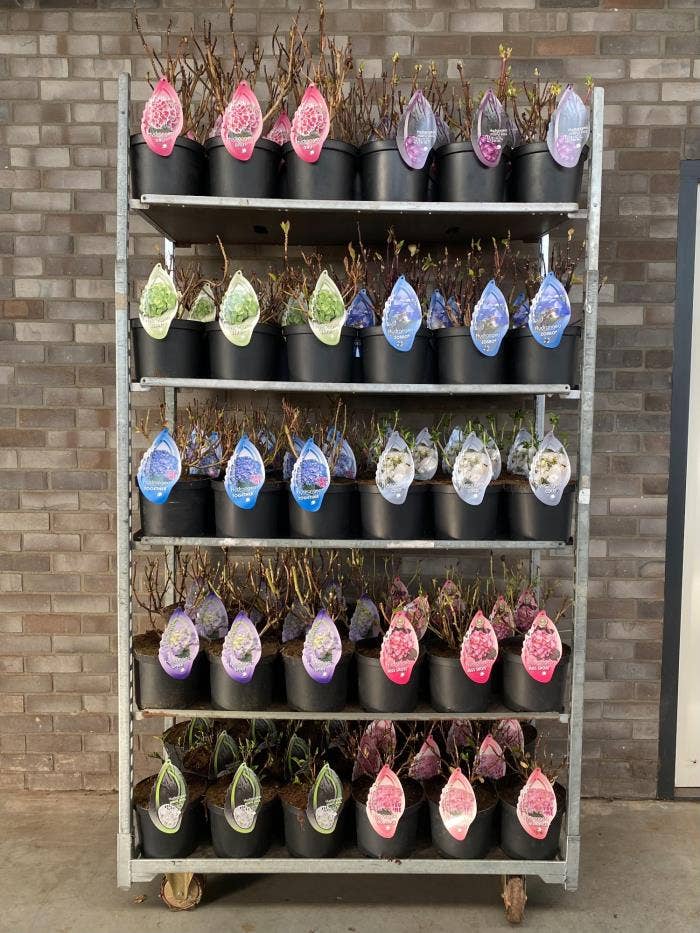 Hydrangea macr. Special (without leaves)