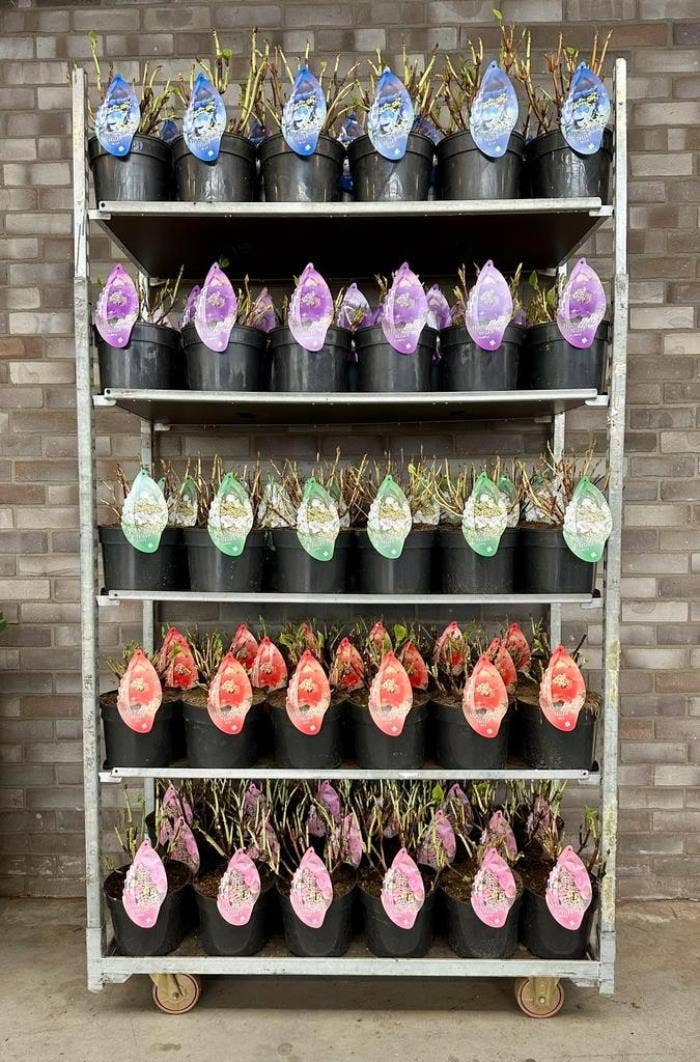 Hydrangea macr. Teller (without leaves)