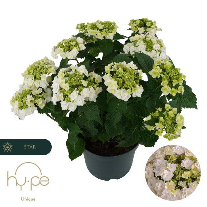Hydrangea macr. 'Wedding Gown' Unique