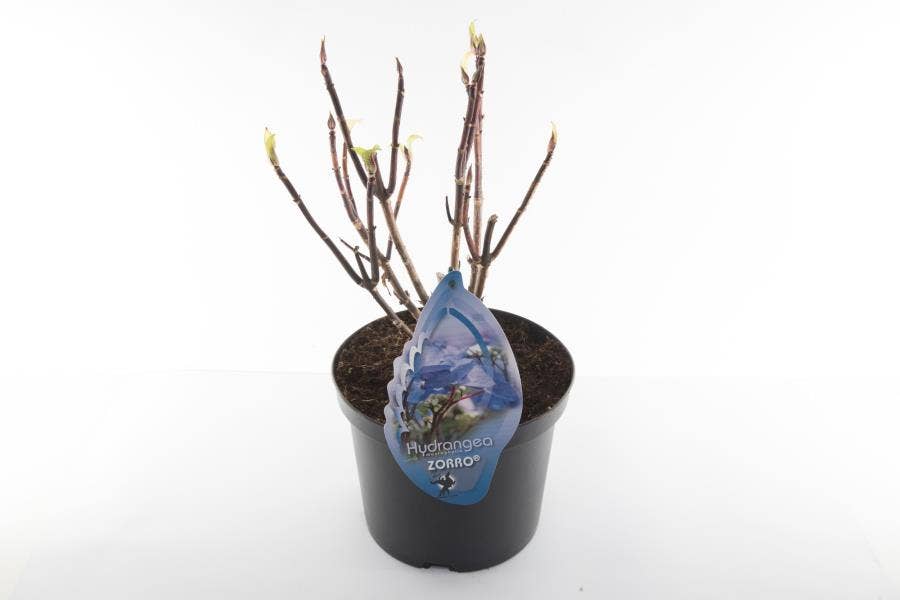 Hydrangea macr. Zorro Blue (without leaves)