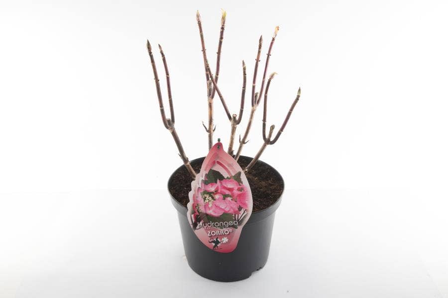 Hydrangea macr. Zorro Pink (without leaves)