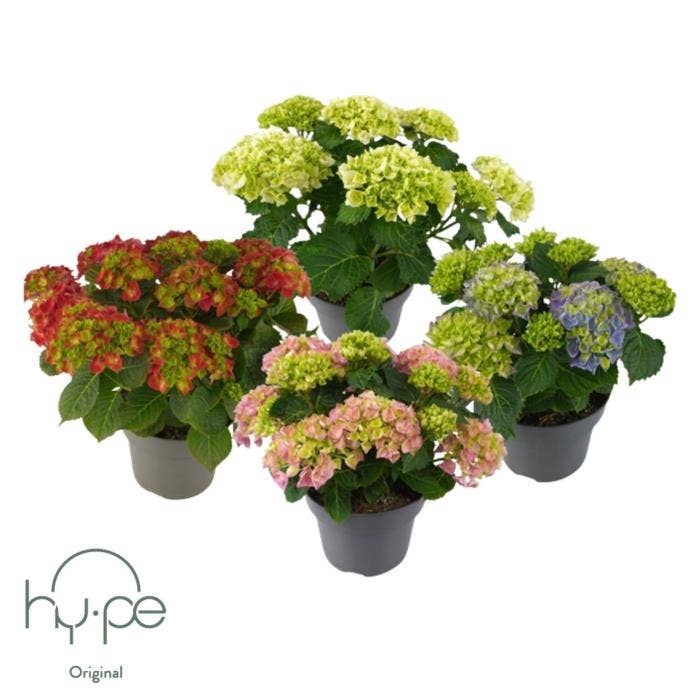 Hydrangea macr.