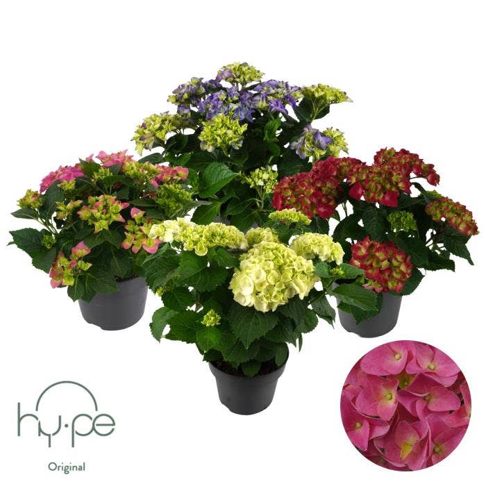 Hydrangea macr.