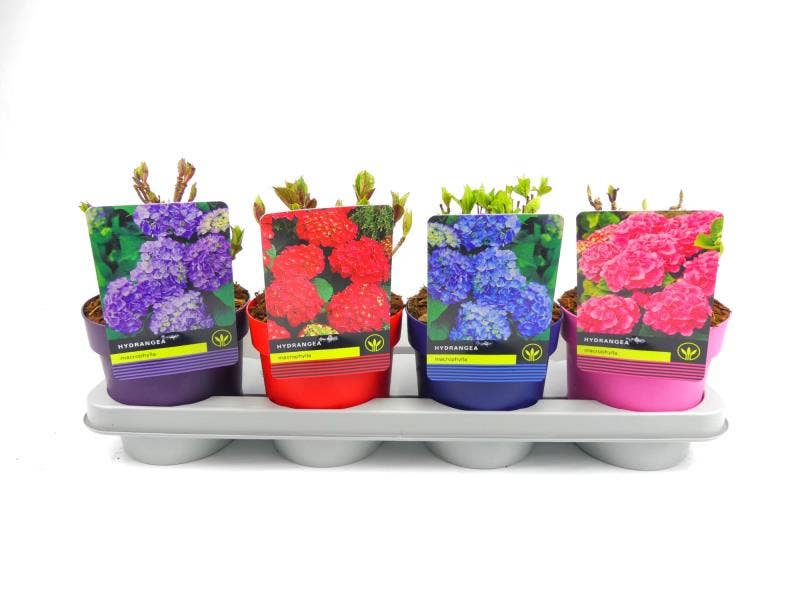 Hydrangea macrophylla in coloured pot