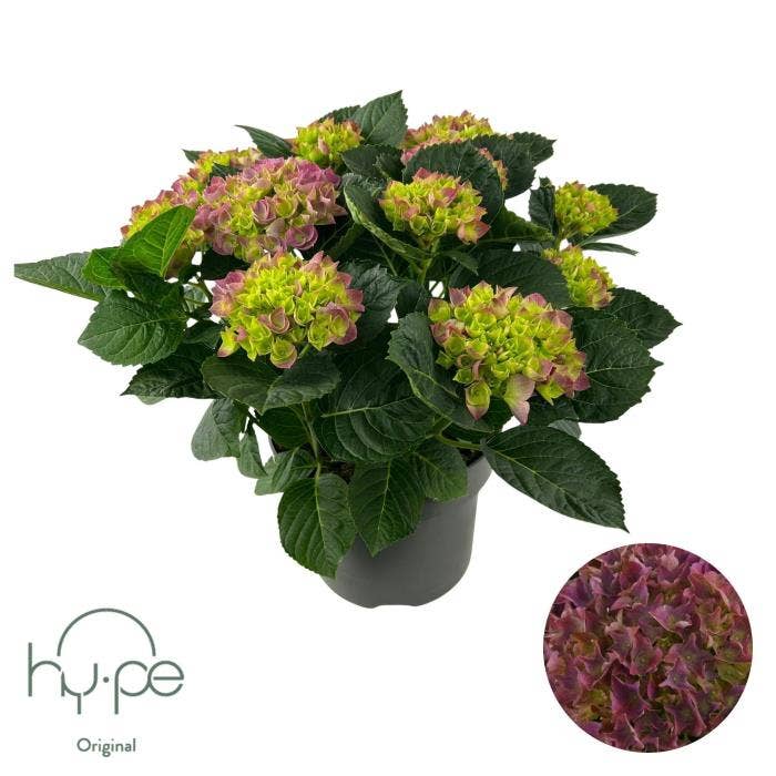 Hydrangea macrophylla Purple