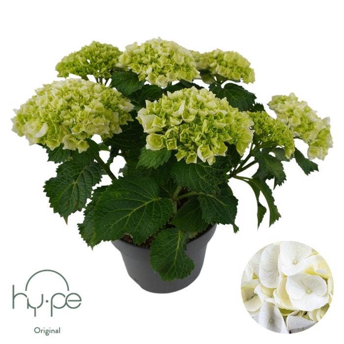 Hydrangea macrophylla White