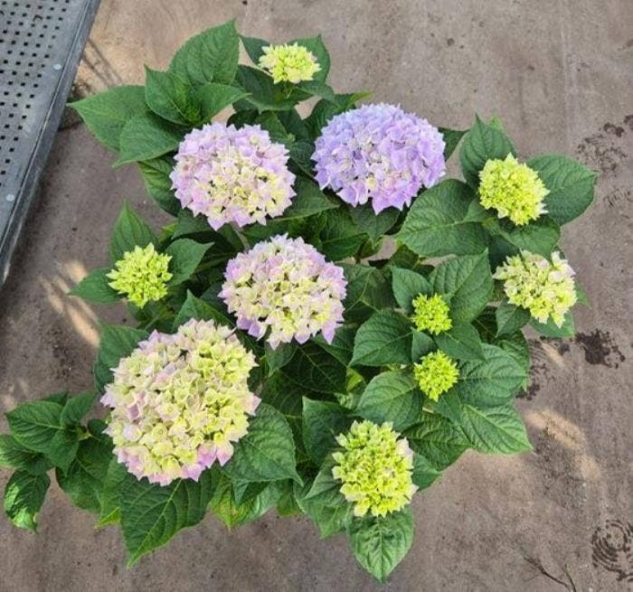 Hydrangea macrophylla XXL