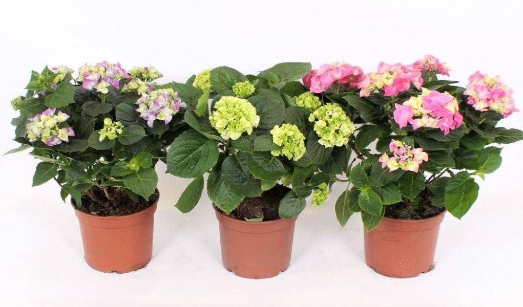 Hydrangea macrophylla