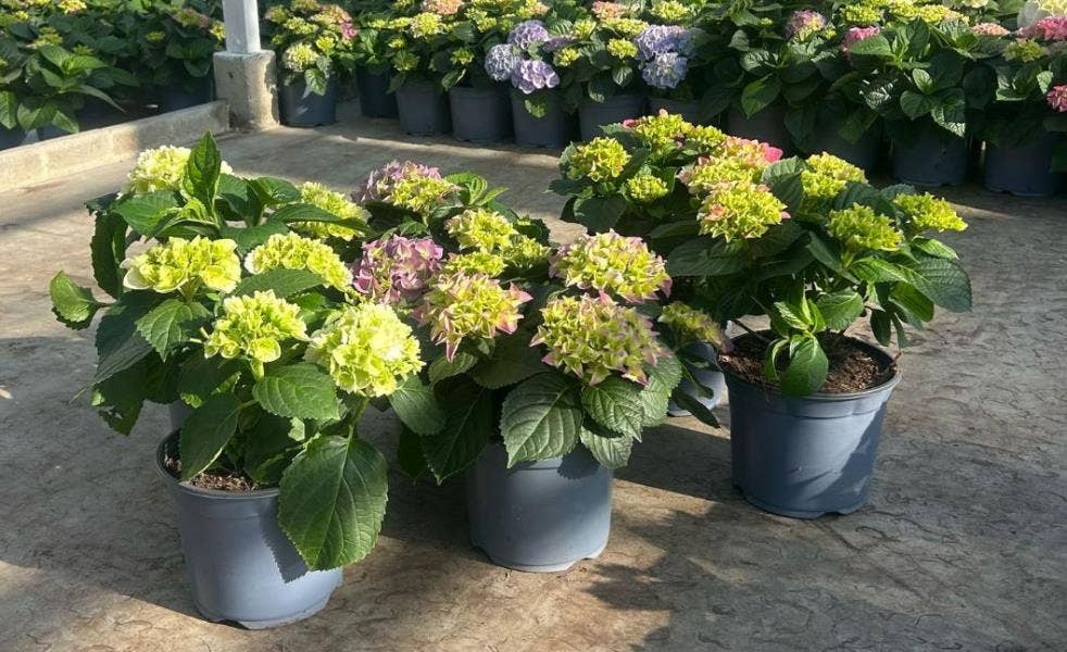 Hydrangea macrophylla