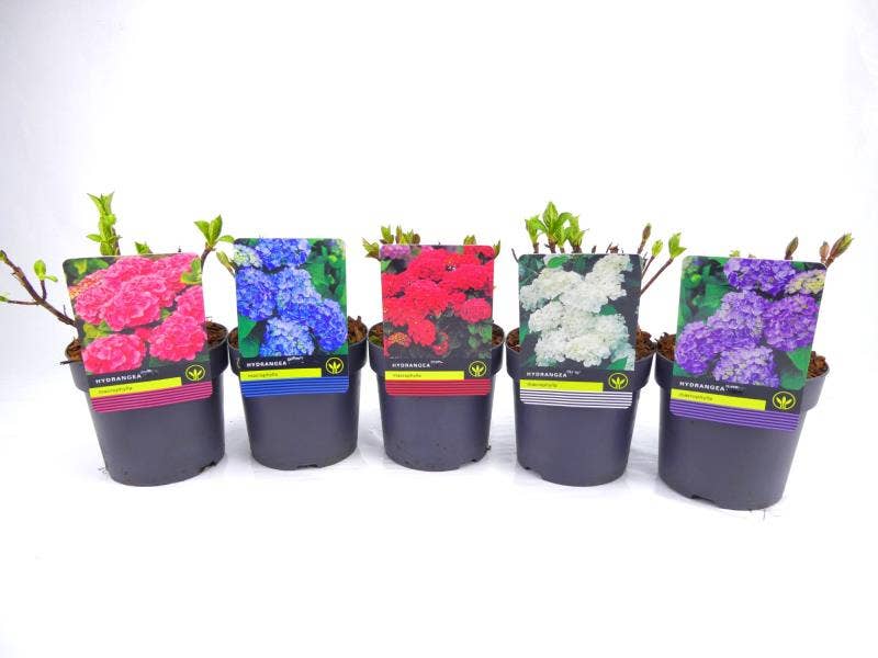 Hydrangea Macrophylla 