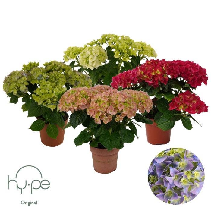 Hydrangea Mophead