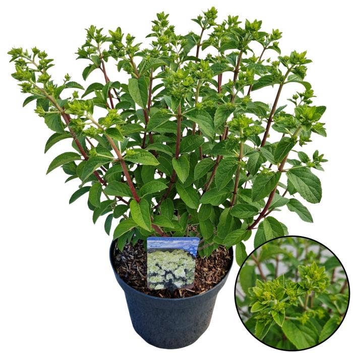 Hydrangea pan. 'Bobo'