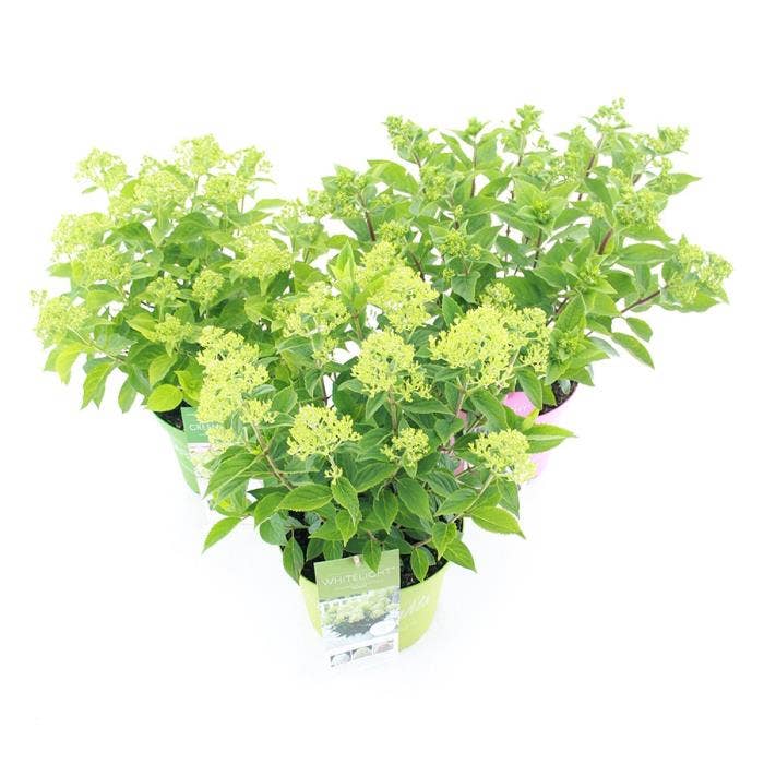 Hydrangea pan. 'Garden Lights' (buds)