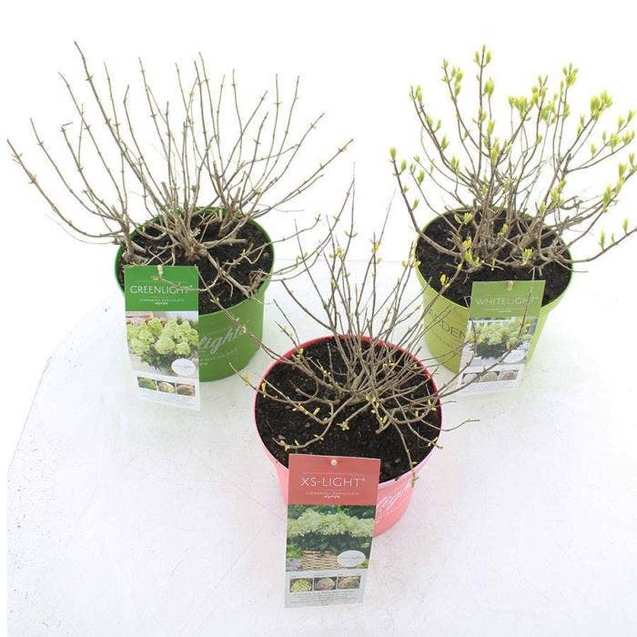 Hydrangea pan. 'Garden Lights'