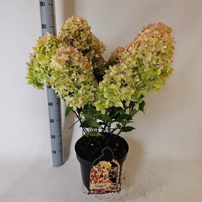 Hydrangea pan. 'Graffiti'
