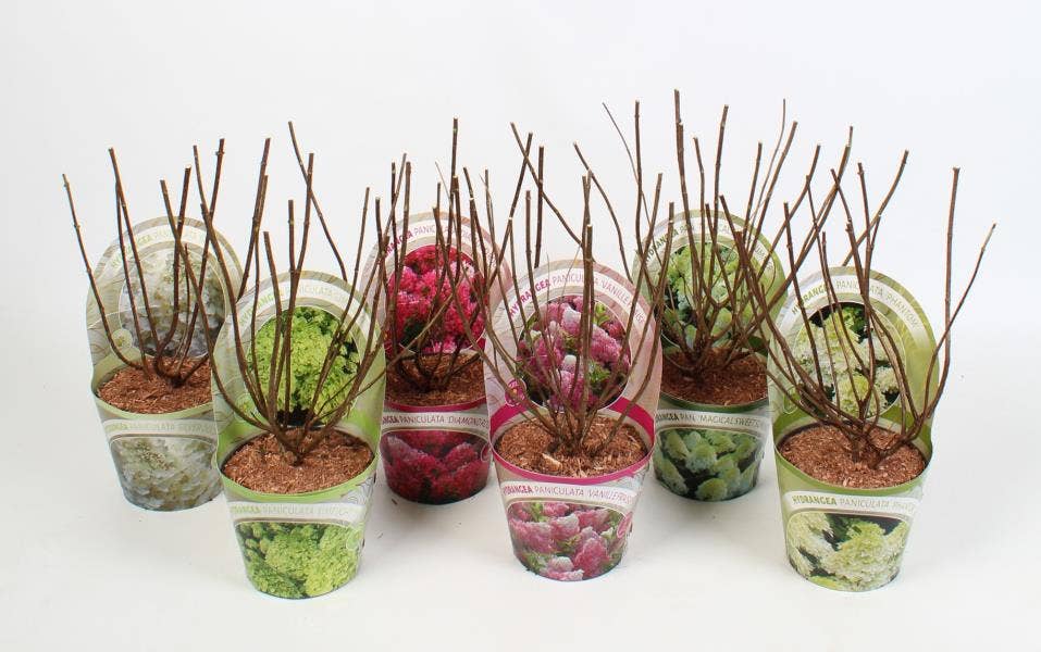 Hydrangea pan. in potcover (without leaves)