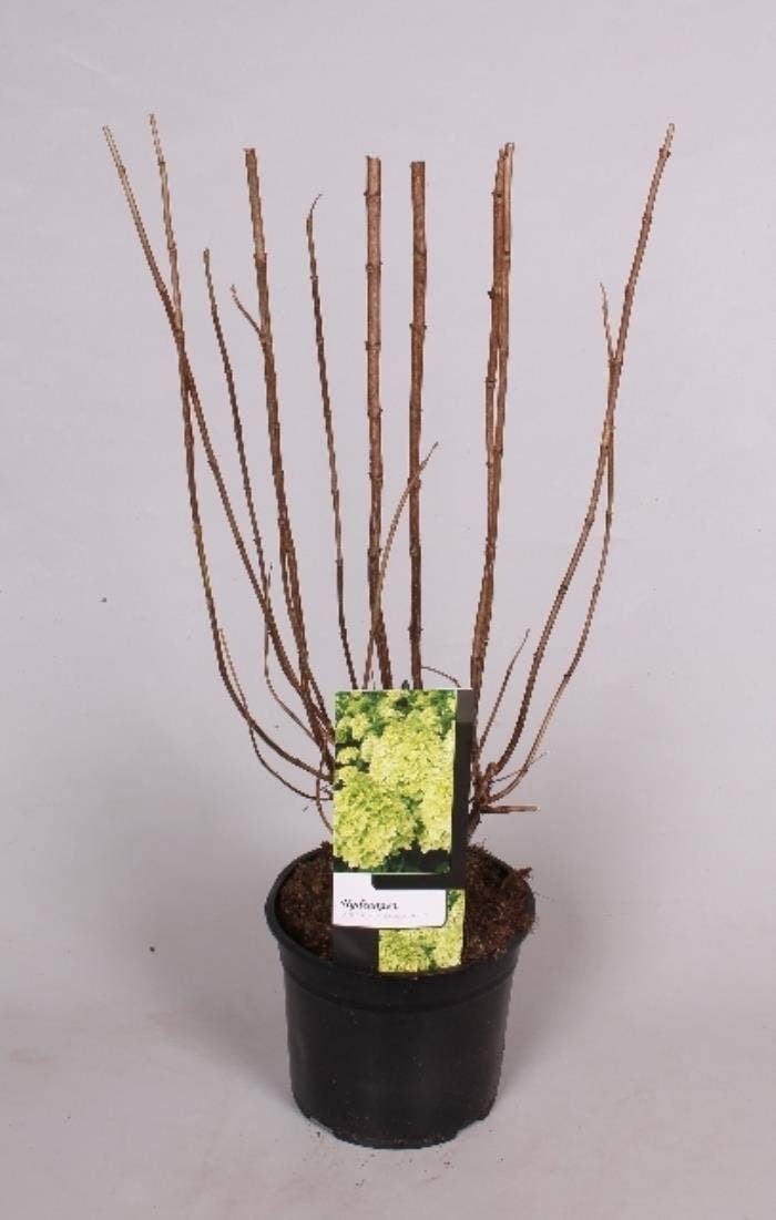 Hydrangea pan. 'Limelight'