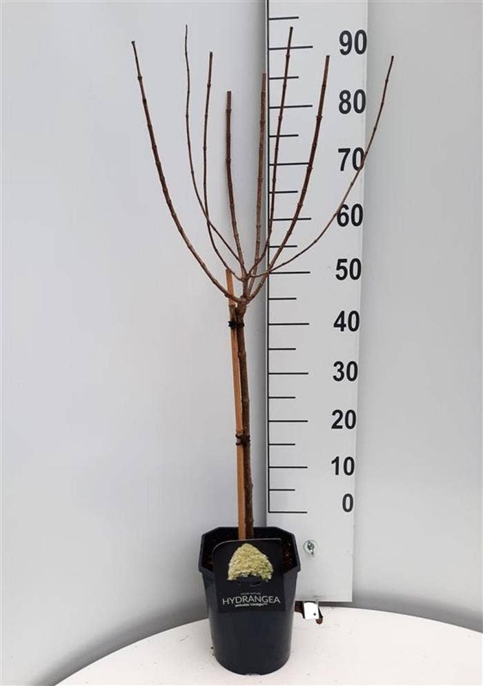 Hydrangea pan. 'Limelight'