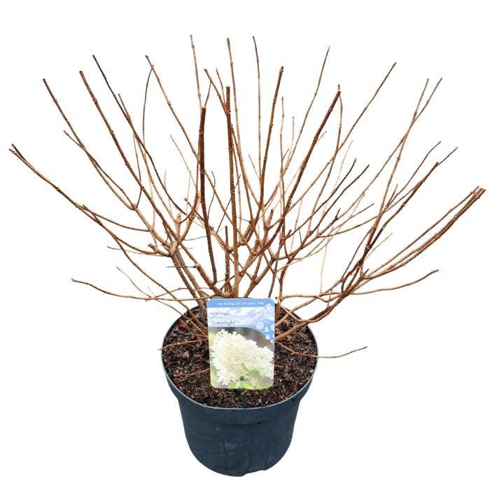 Hydrangea pan. 'Limelight'