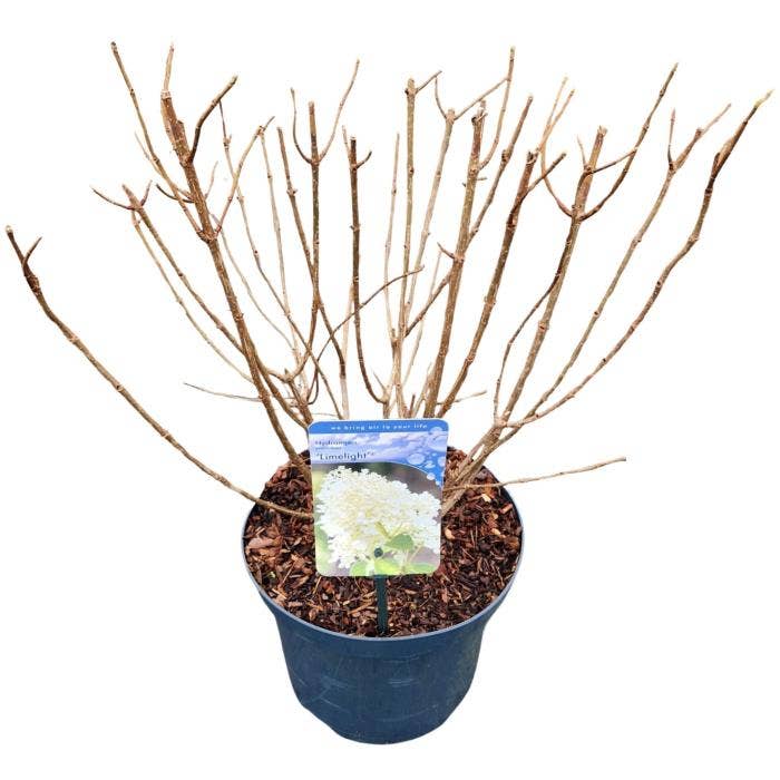 Hydrangea pan. 'Limelight'
