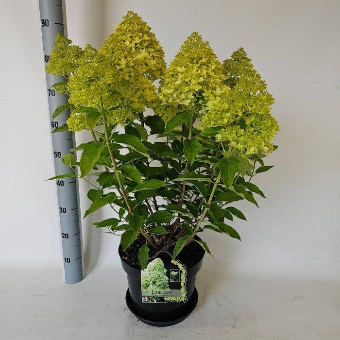 Hydrangea pan. 'Limelight' 