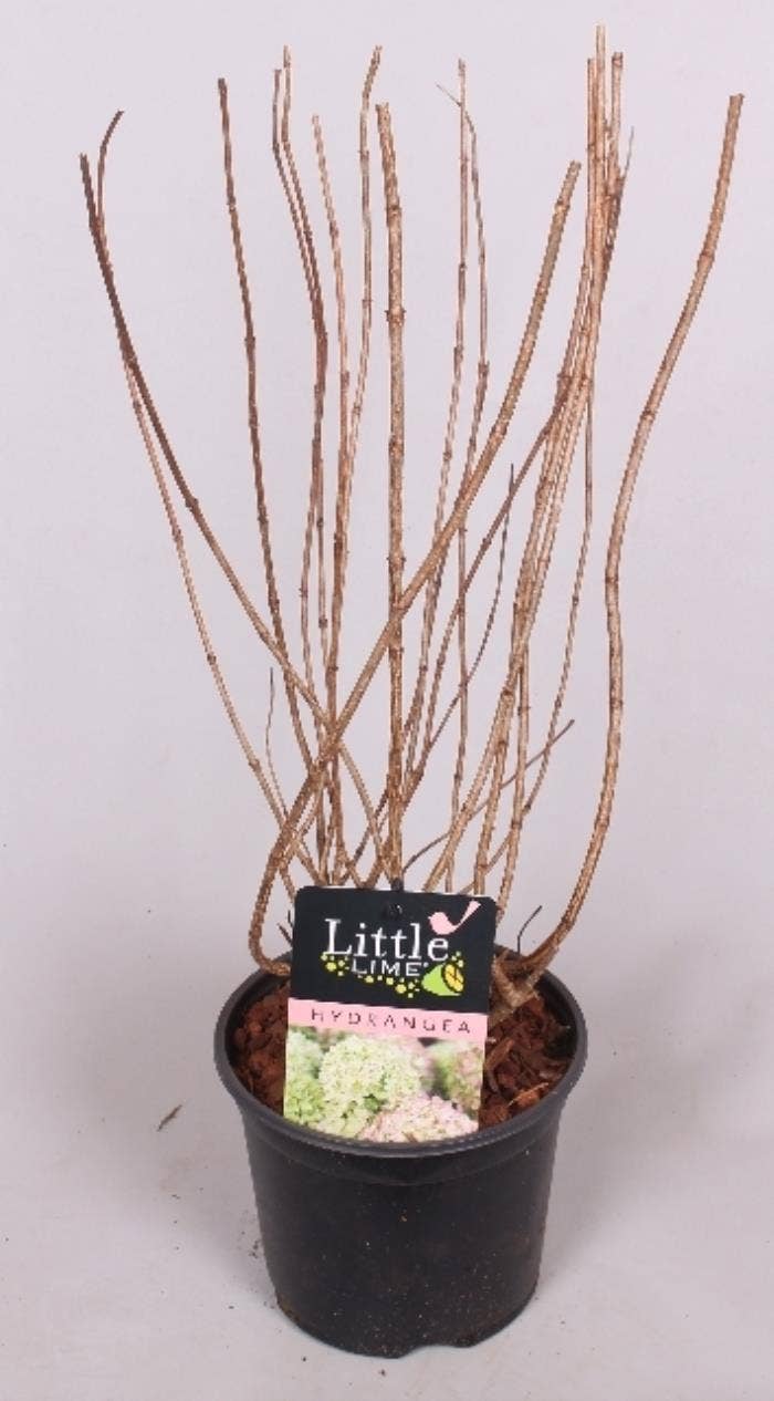 Hydrangea pan. 'Little Lime'