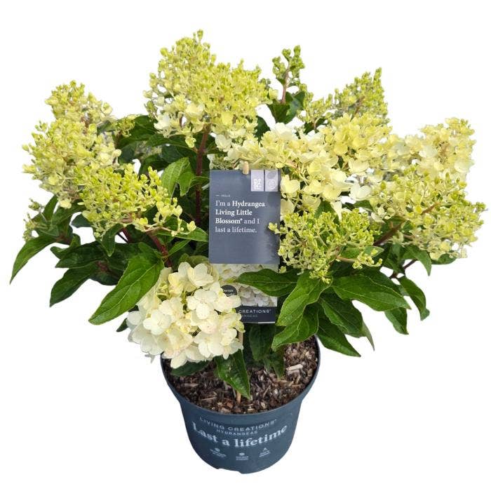 Hydrangea pan. 'Living Little Blossom'®