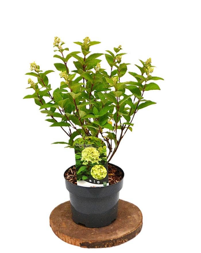 Hydrangea pan. 'Magical Candle'