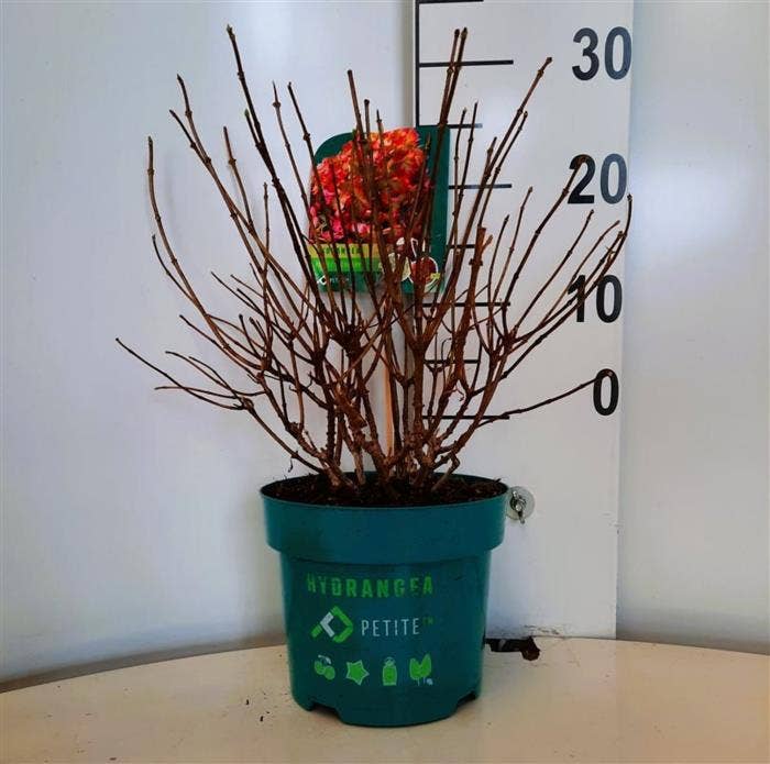 Hydrangea pan. 'Petite Cherry'