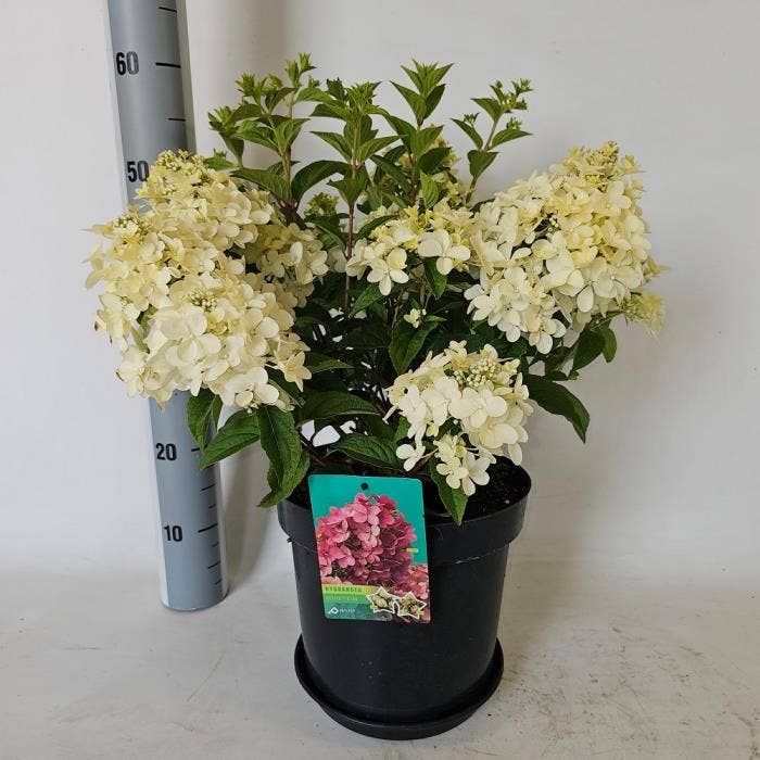 Hydrangea pan. 'Petite Star'