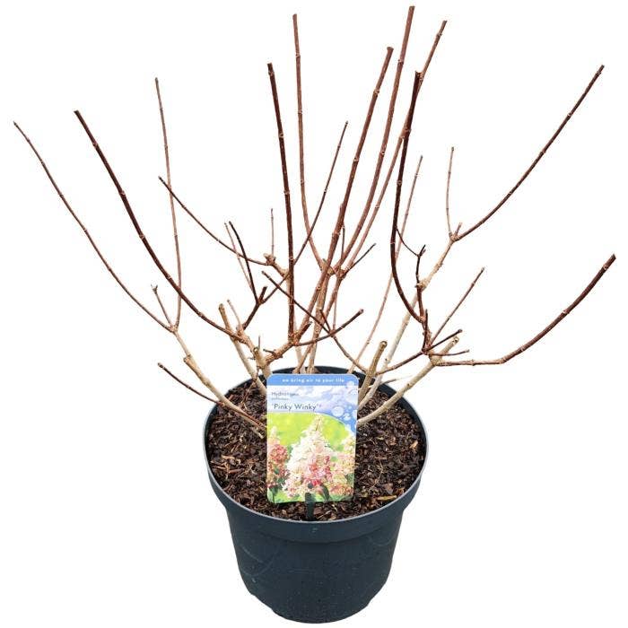 Hydrangea pan. 'Pinky Winky'