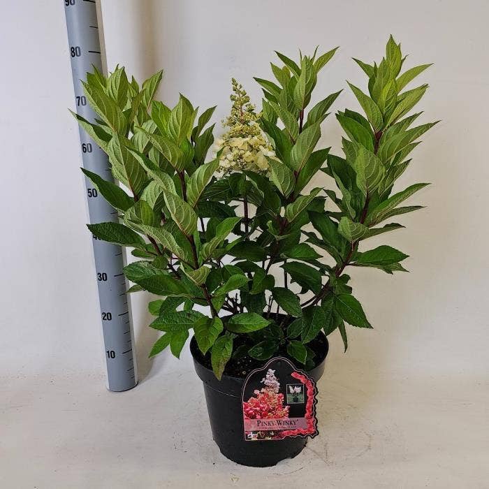 Hydrangea pan. 'Pinky Winky'