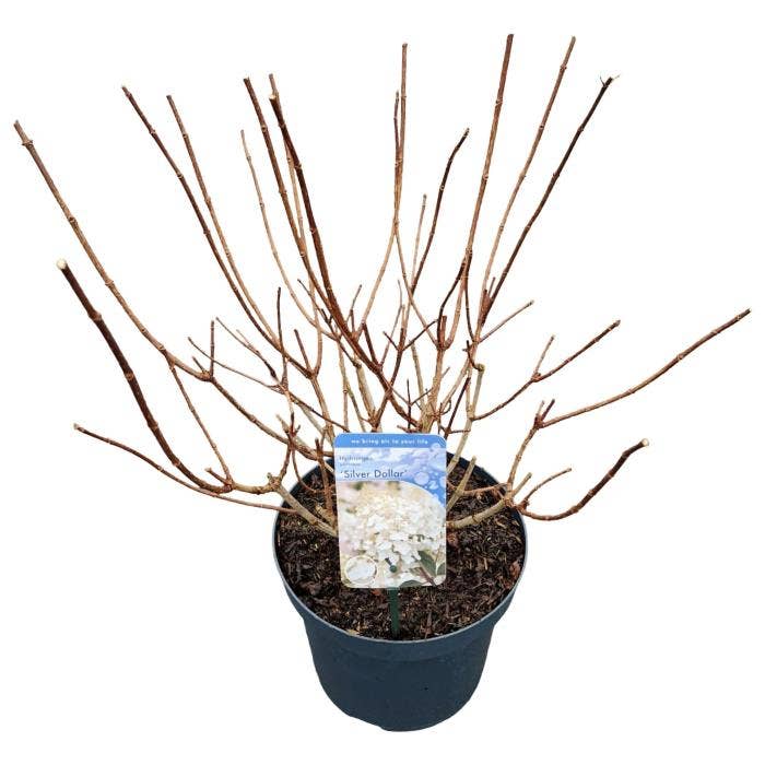 Hydrangea pan. 'Silver Dollar'