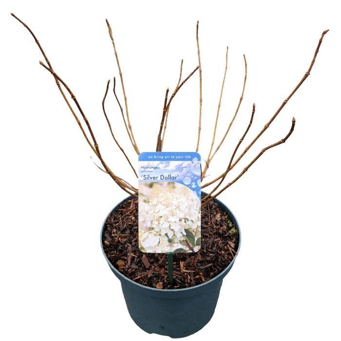 Hydrangea pan. 'Silver Dollar'