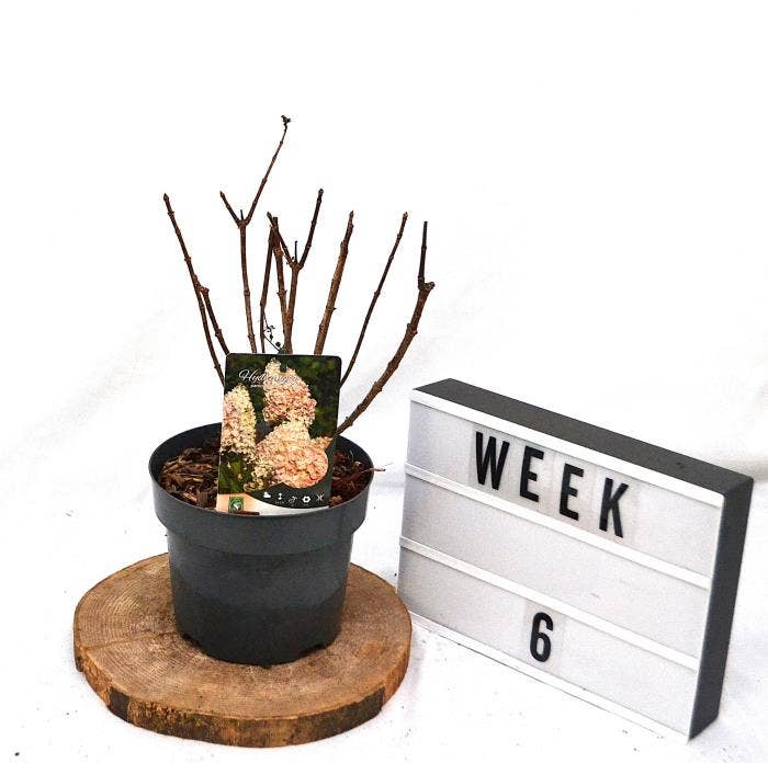 Hydrangea pan. 'Silver Dollar'