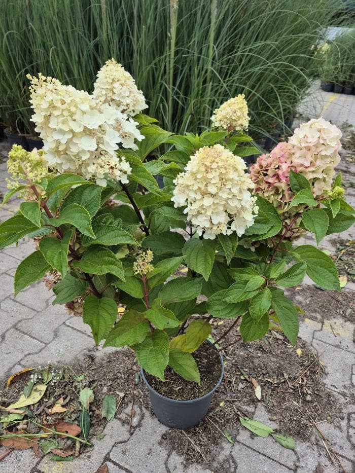 Hydrangea pan. 'Silver Dollar'