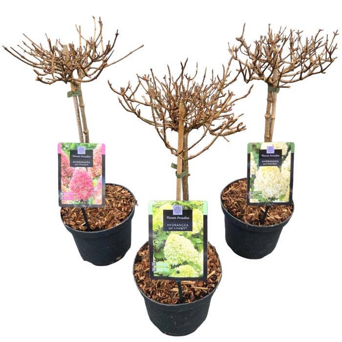 Hydrangea pan. Stam C3