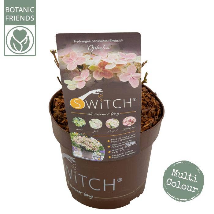 Hydrangea pan. 'Switch Ophelia'