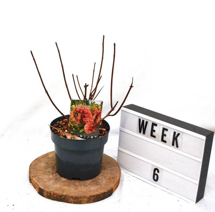 Hydrangea pan. 'Wim's Red'