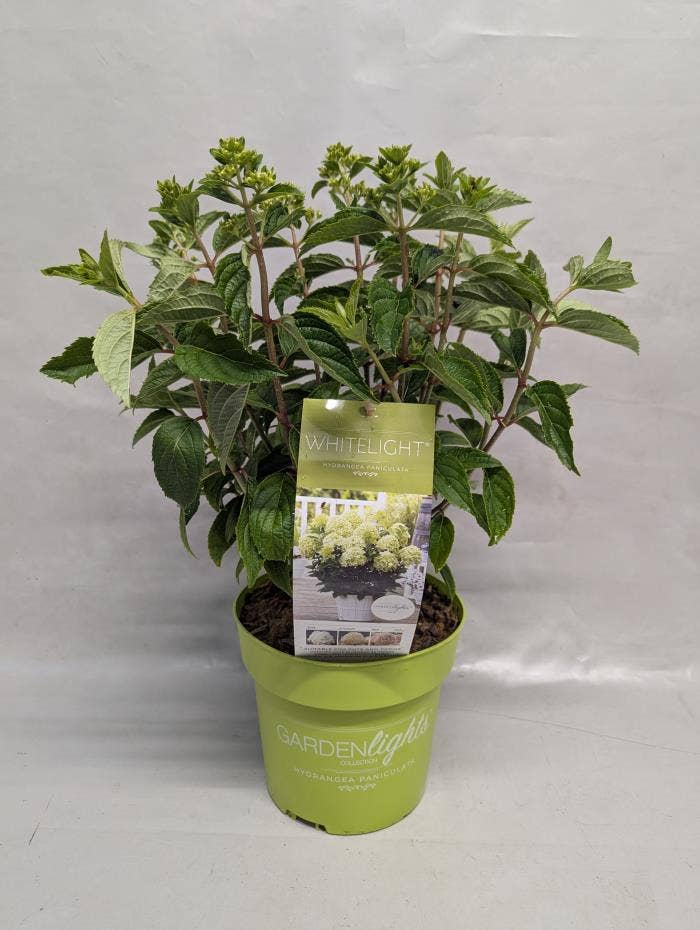 Hydrangea Paniculata (Gardenlight) 'Whitelight' IM
