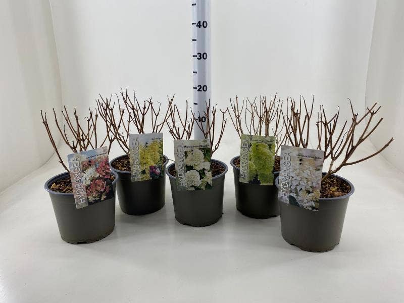 Hydrangea paniculata in soorten