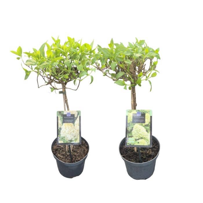 Hydrangea paniculata on stem