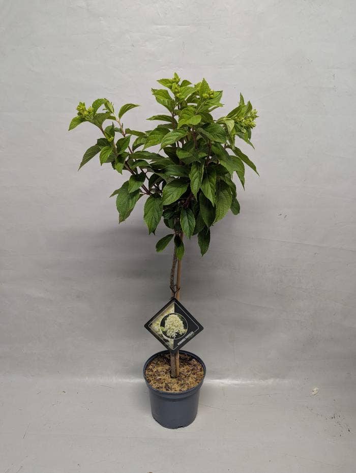 Hydrangea Paniculata Stam 'Skyfall' 19 cm Import