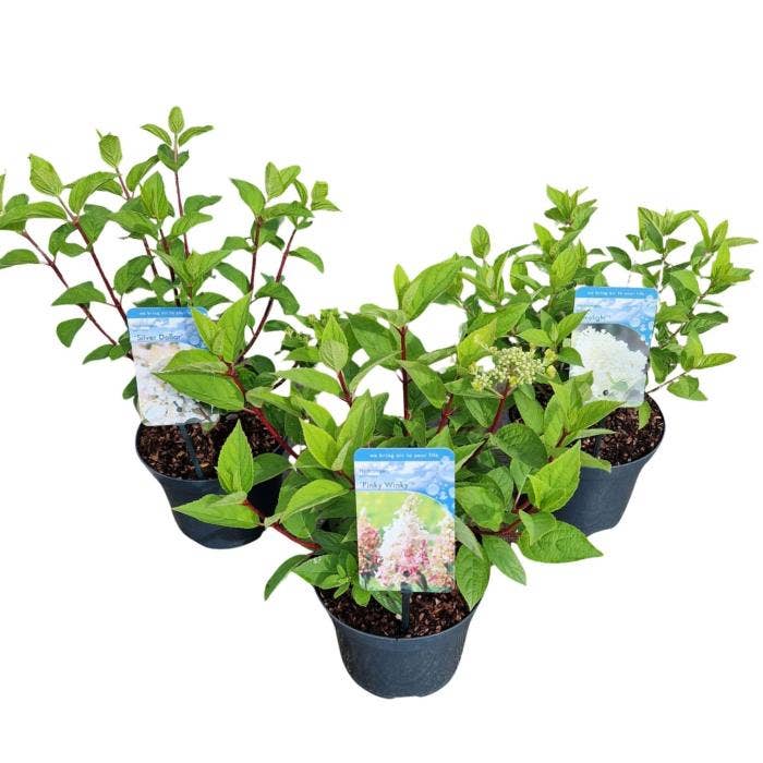 Hydrangea paniculata