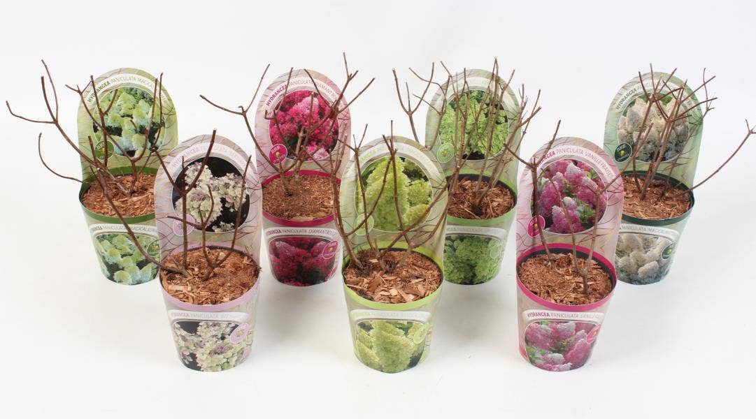 Hydrangea paniculata