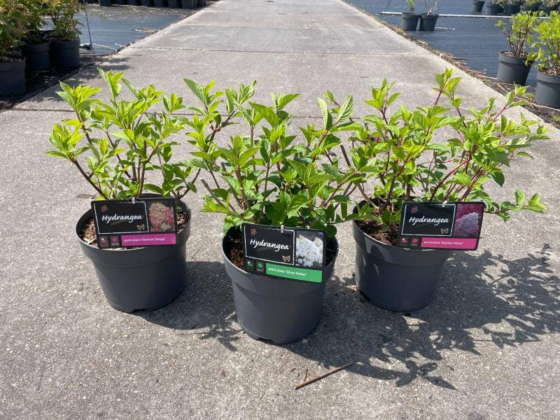 Hydrangea paniculata