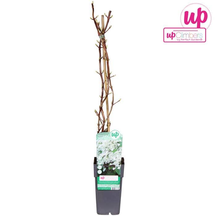 Hydrangea petiolaris